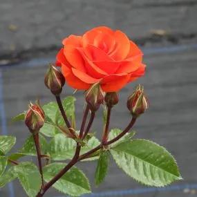 Precious Love Rose (Rosa Precious Love) 3